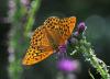 Argynnis paphia